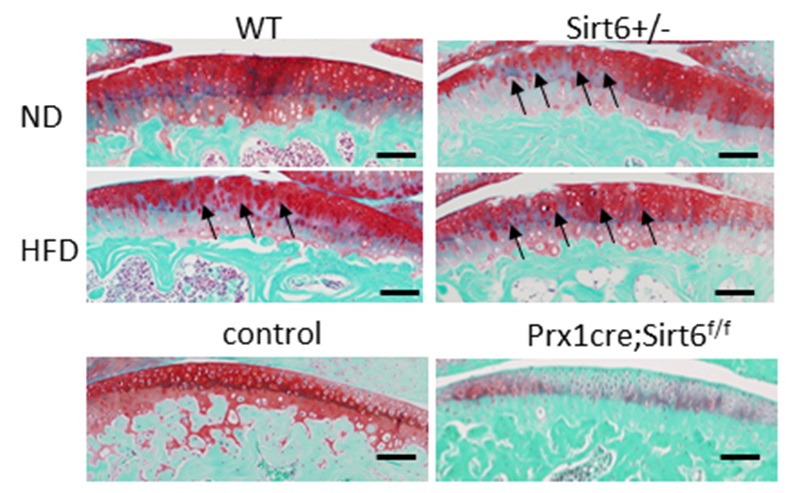 Sirt6+/-では関節表面の不整が認められる。Prx1cre;Sirt6f/fではSafranin-Oの染色性が著しく低下する。