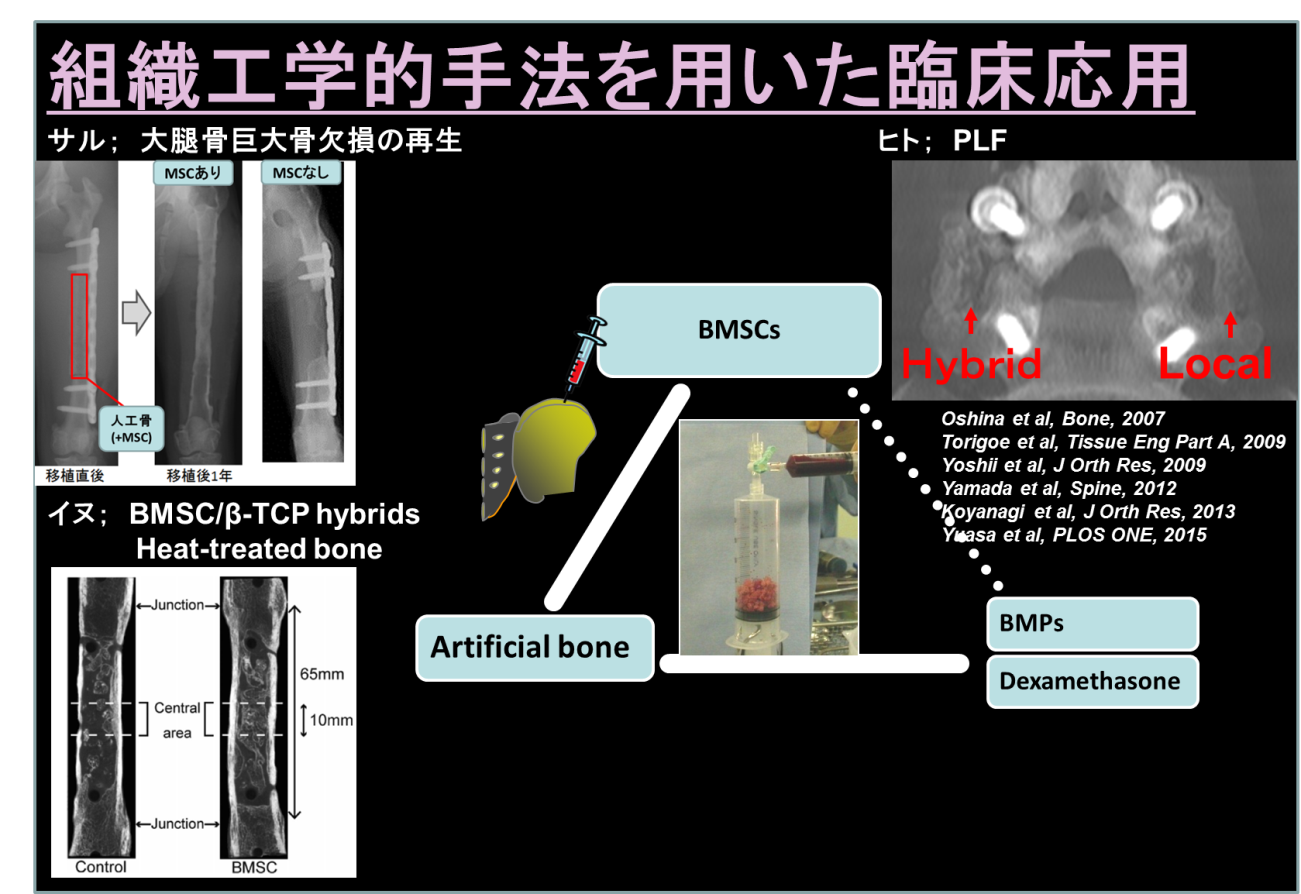 図4: 組織工学的手法を用いた骨再生