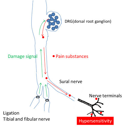神経図２